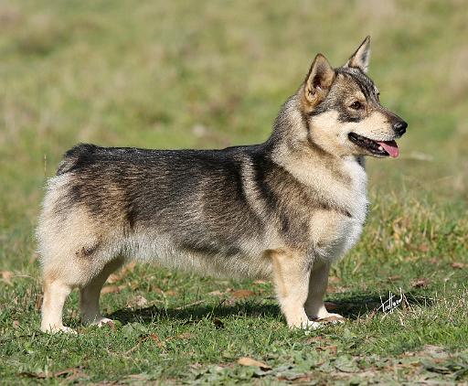 Swedish Vallhund 9Y767D-057.JPG
